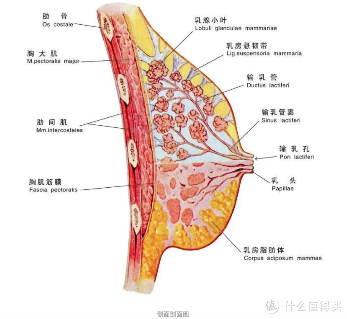 关于丰胸的那些事儿：山不在高有仙则名，嘻嘻嘻～