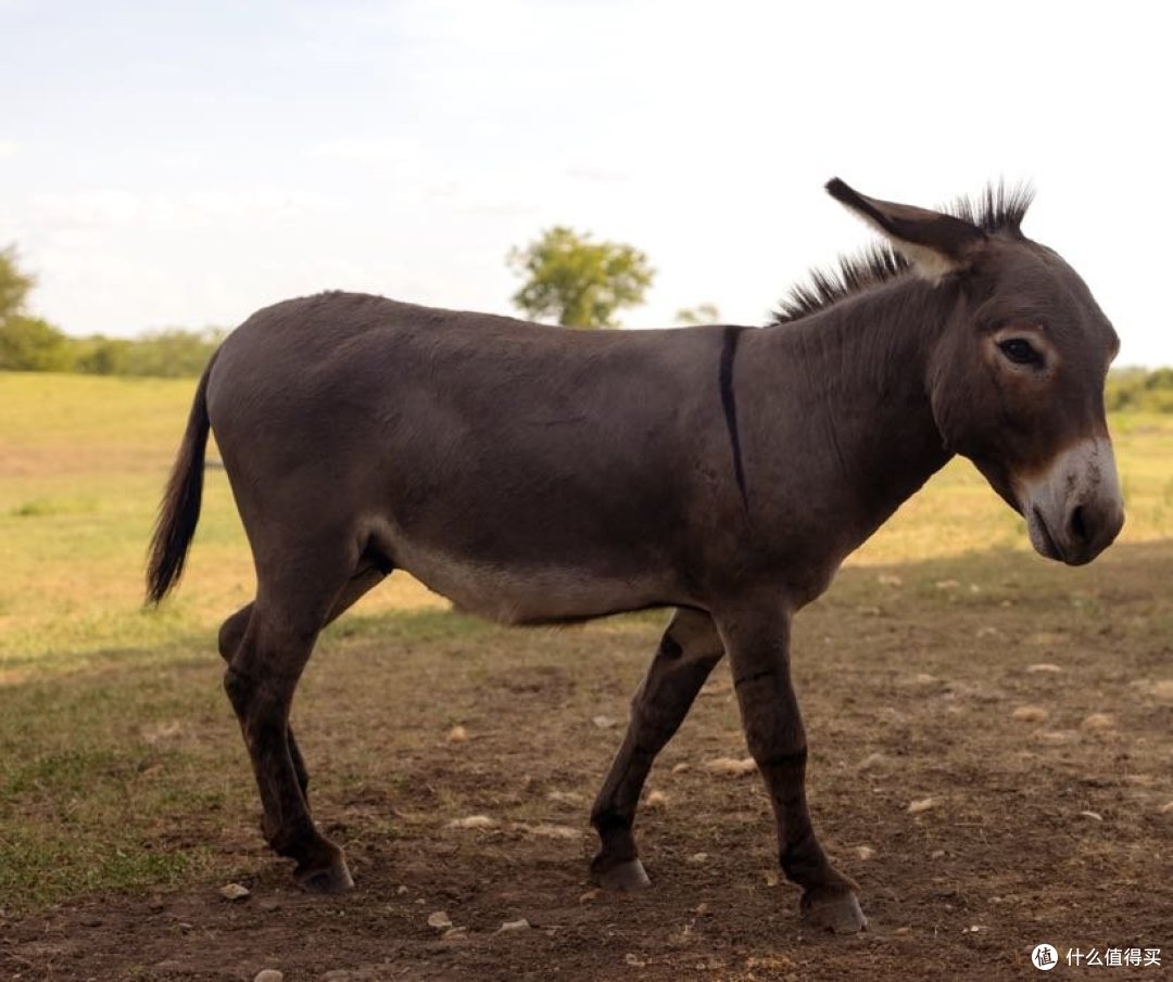 用佳能eos r5记录的一次私人农场休闲之旅_国外旅游_什么值得买