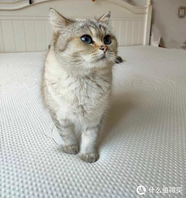 （闪现一只前来试睡的猫咪）