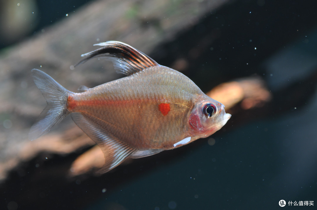 那些年我养过,拍过的观赏鱼,多图杀猫欢迎收藏慢慢观看!