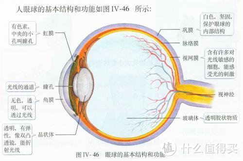 眼球构造