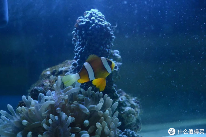 海水水族箱设备推荐及生态系统建立新手教程