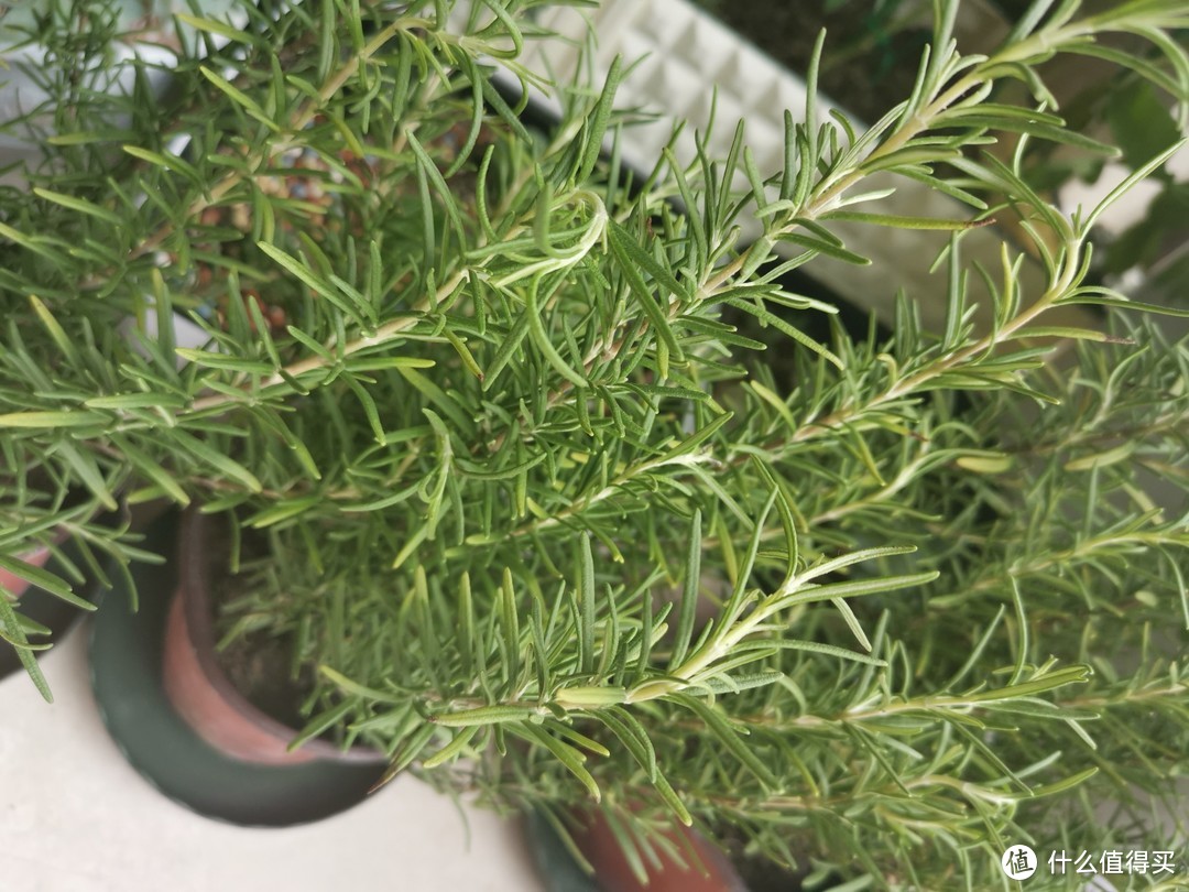 植物招虫怎么办？5个妙招帮你解决