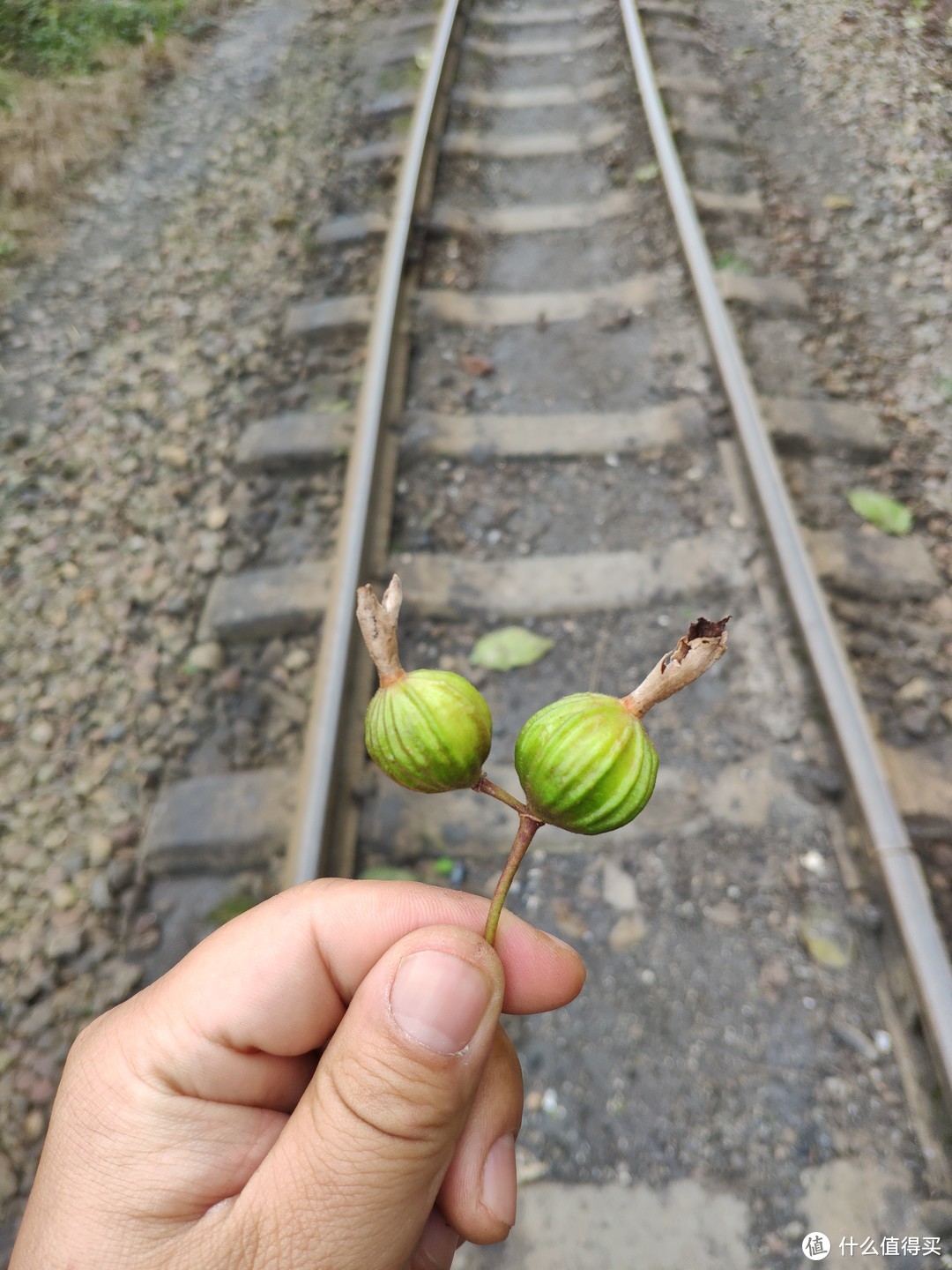 这是铁路两旁长得植物，不知道是什么，能吃吗？