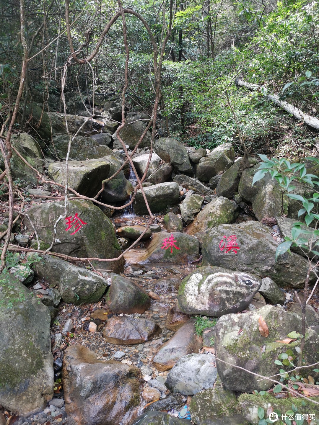 说走就走的旅行--带孩子游玩三清山（魔都出发）