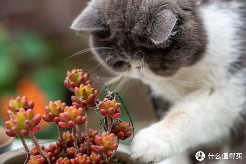 《囧妈》同款加菲猫测评