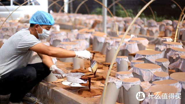 灵芝孢子粉采收及加工技术规范对健康的影响，好工艺打造好灵芝孢子粉