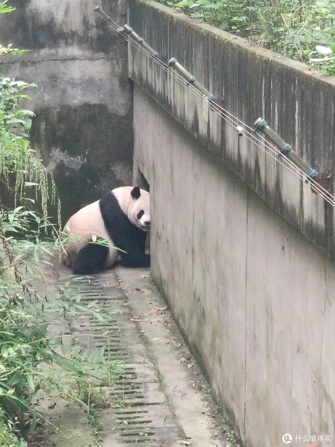 终于有个没睡觉的大熊猫了