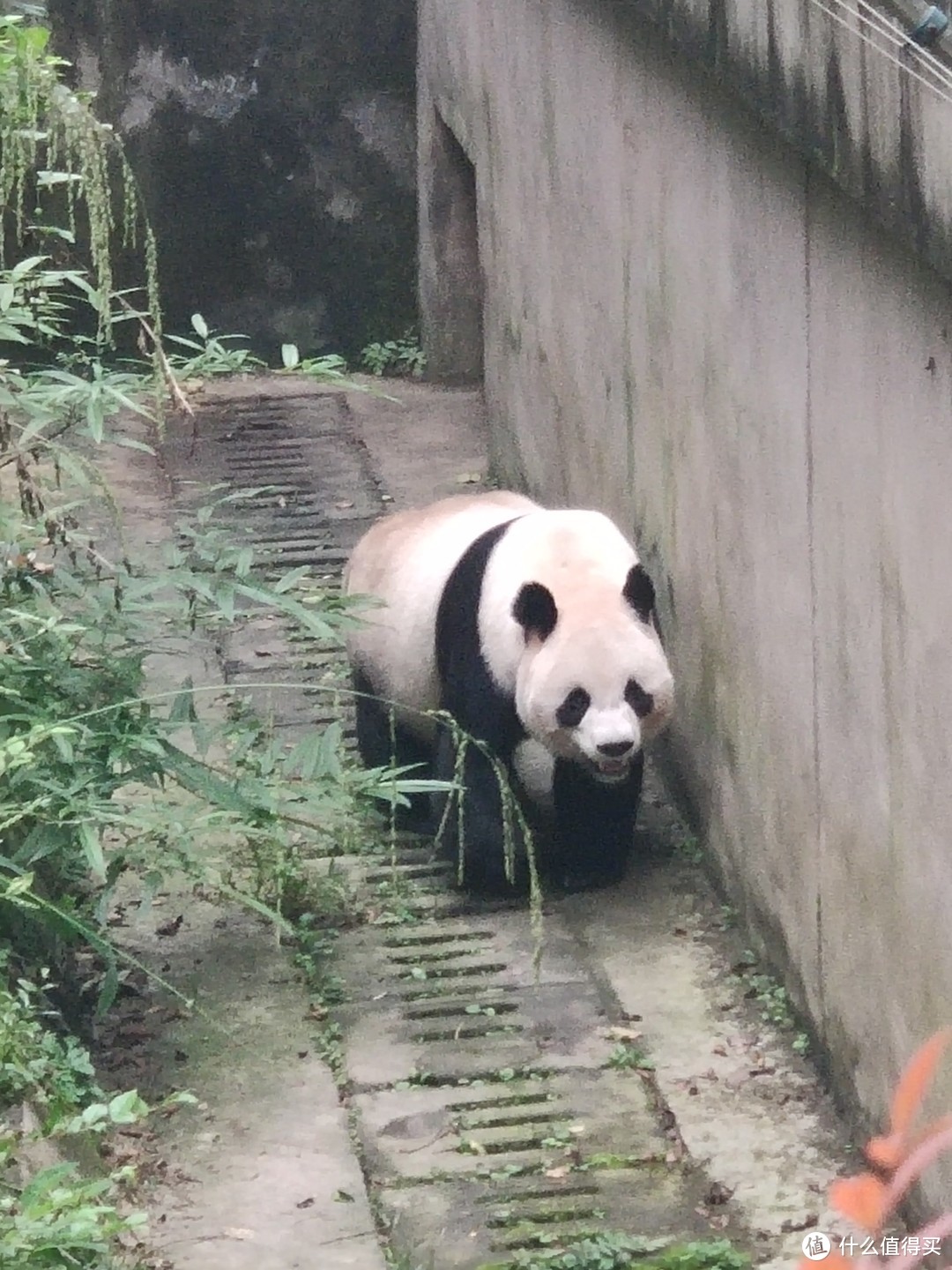 它来啦，它来啦，它带着大哥的气势走来啦