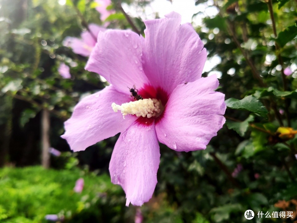 米九手机记录——花多色艳可食用的木槿花
