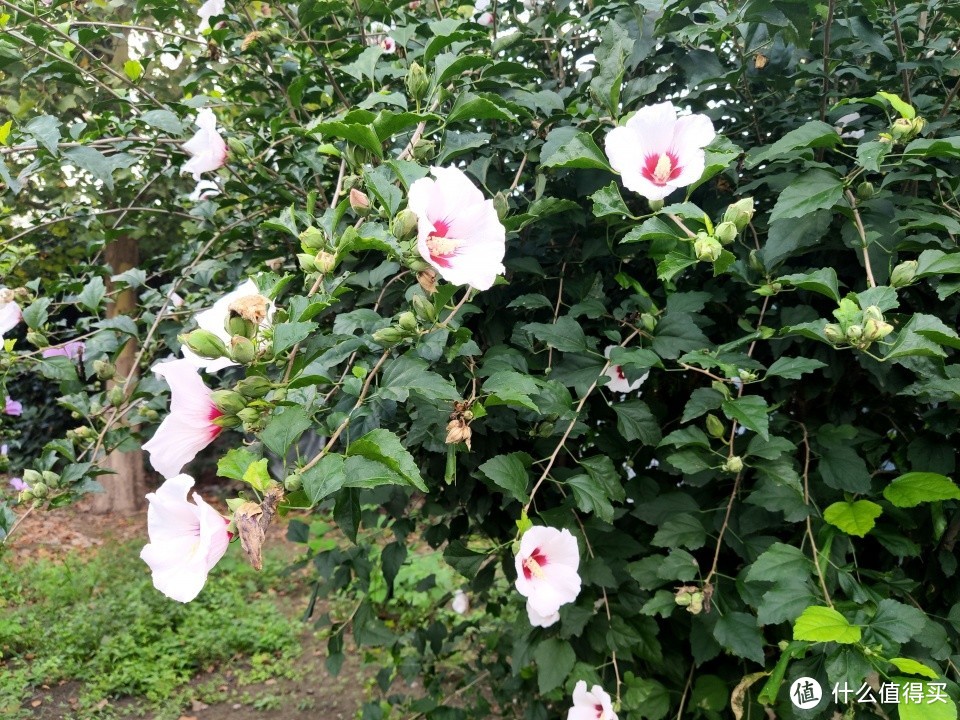 米九手机记录——花多色艳可食用的木槿花