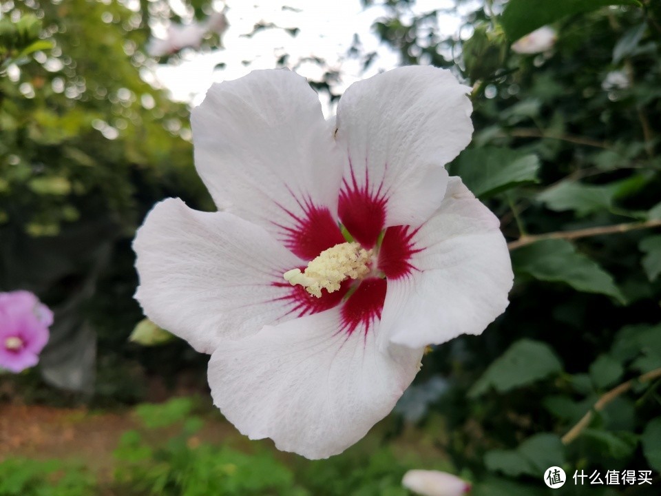 米九手机记录——花多色艳可食用的木槿花