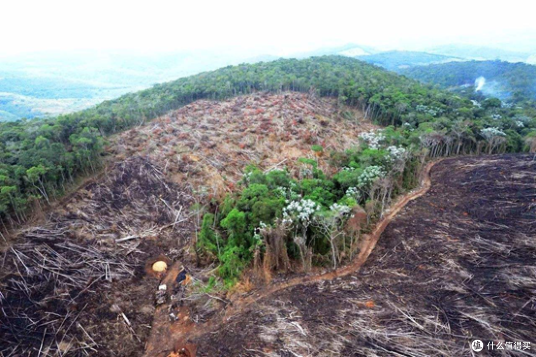 实木天坑：真假黑胡桃！4种胡桃木家具辨析！北美南美非洲东南亚，红胡桃金丝胡桃，到底哪种好？为啥？