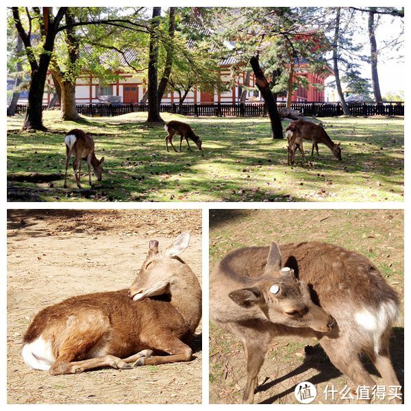 奈良大阪USJ游记---小鹿、购物以及环球影城