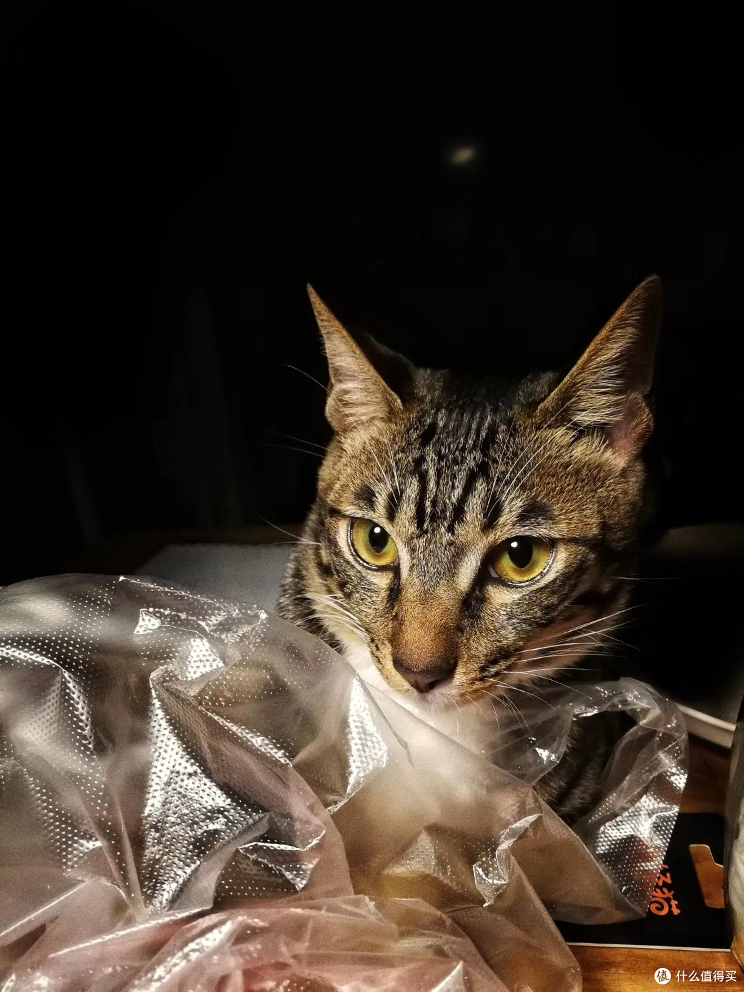 新手养猫攻略指南 喂养小猫的工具和食谱 什么值得买