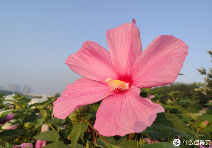 米九手机记录 花比脸大的大花秋葵 安卓手机 什么值得买