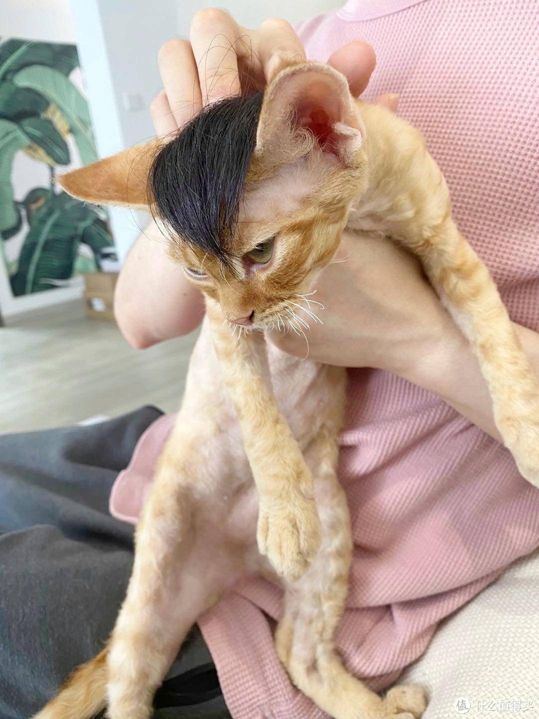 新手养猫需要买点什么？