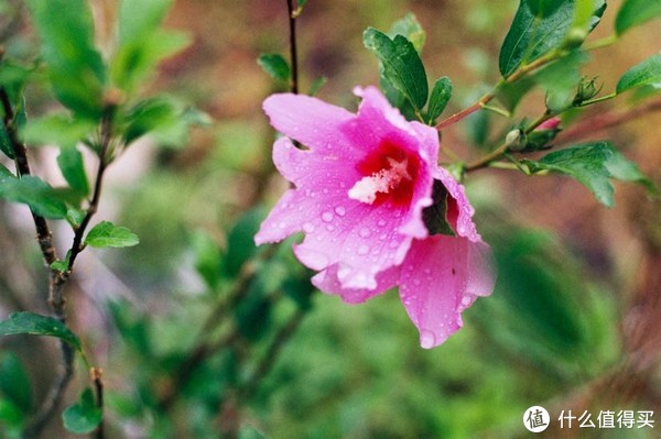 EOS630+EF50/1.8STM，广州从化