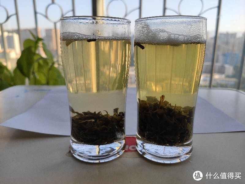 本是同根相煎何急——京华茉莉花茶10号VS16号