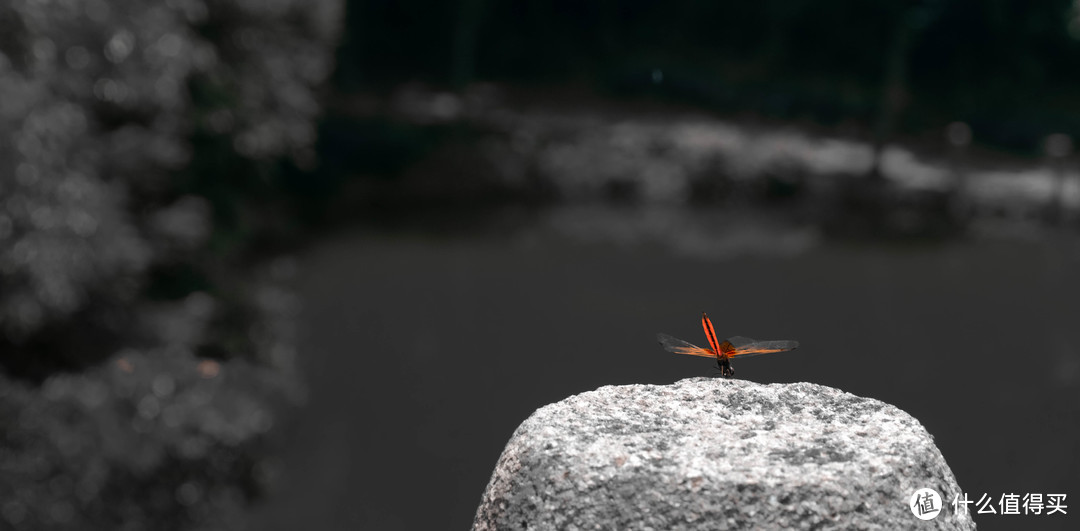 太姥山里的动森同款蜻蜓