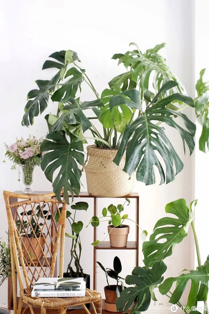 2020年最受欢迎的9大网红绿植家里养一盆超文艺