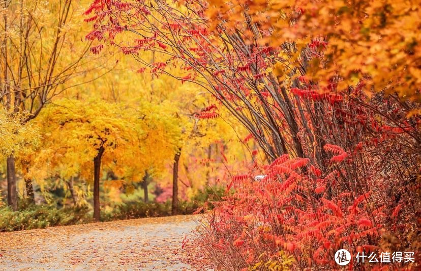 京城赏秋好去处，去长城下的红叶小镇遇见最美秋天