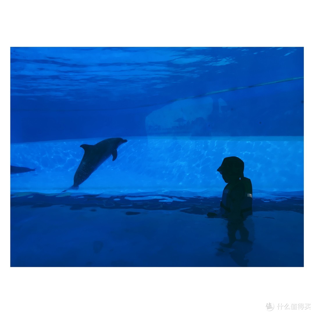 还有一个海豚湾，可以假装跟海豚在一起游泳（隔着玻璃）