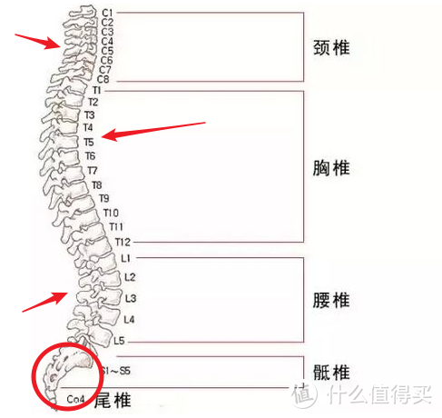 深蹲完全指南—第一篇