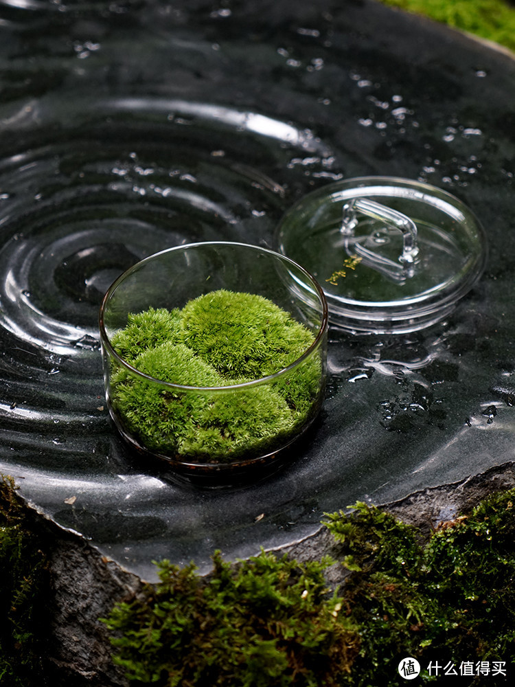 保姆级植物生态缸DIY教程，教你把热带雨林搬回家！