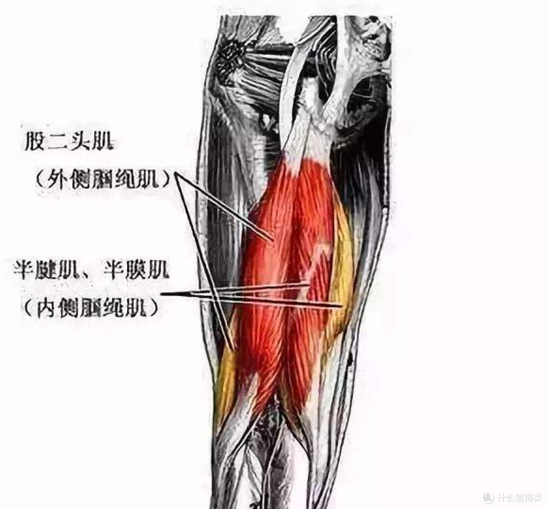 这就会造成"木桶理论"的问题,你的薄弱的那块肌肉可能就是深蹲重量上