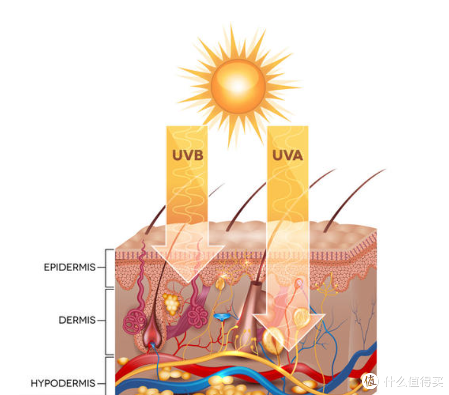 UVA、UVB照射对皮肤的影响（图片引自网络）