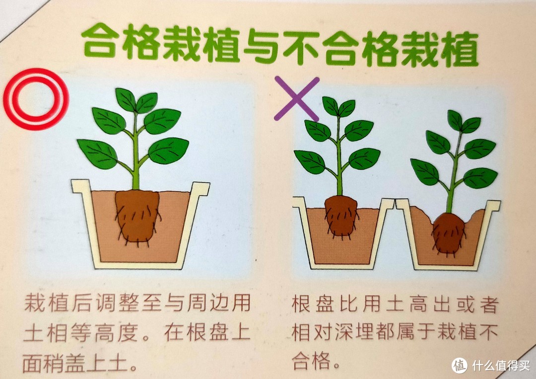 打造糙养也能好看又好吃的植物角，分享我从选购到养护的所有经验！