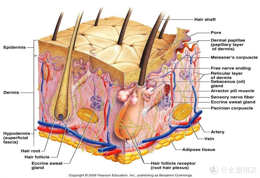 皮肤结构示意图（图片引自网络）