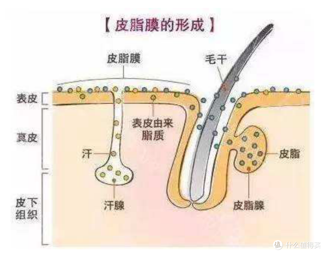 不了解自己肤质就谈护肤，都是耍流氓！