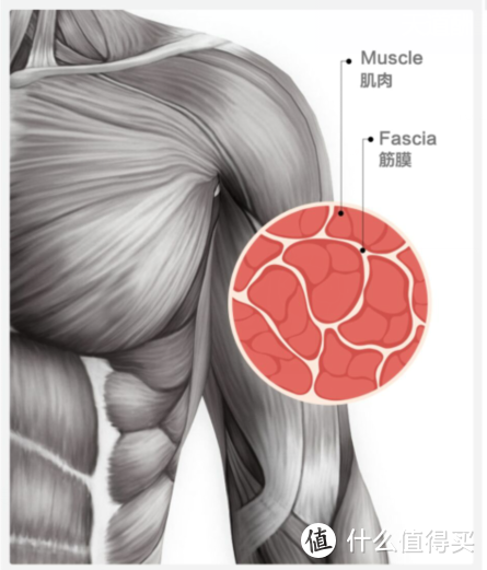 给肌肉舒舒服服做个SPA：罗永浩同款云麦筋膜枪上手体验