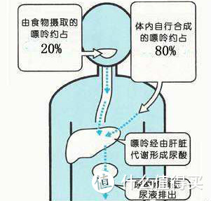 尿酸大多溶于尿液排出，一部分随粪便排出