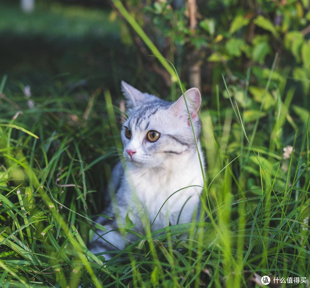 抓住美好瞬间，摄影师专属高端装备—铠侠（原东芝存储）USH-II高速SD存储卡