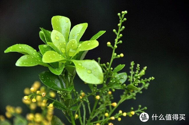 【收藏必备】14种带有香气的花卉绿植， 让屋里拥有绿意与香味，提升生活幸福感~