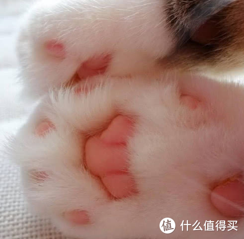 猫掌