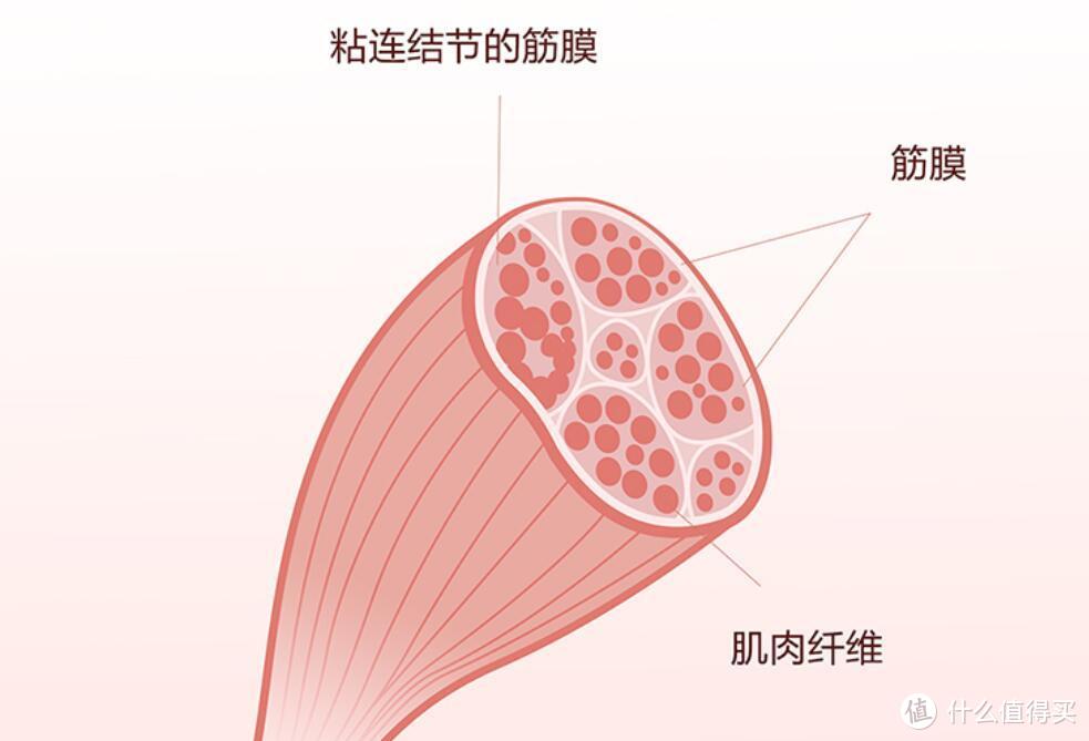 云麦筋膜枪：来，让你的肌肉做个深层的放松吧！