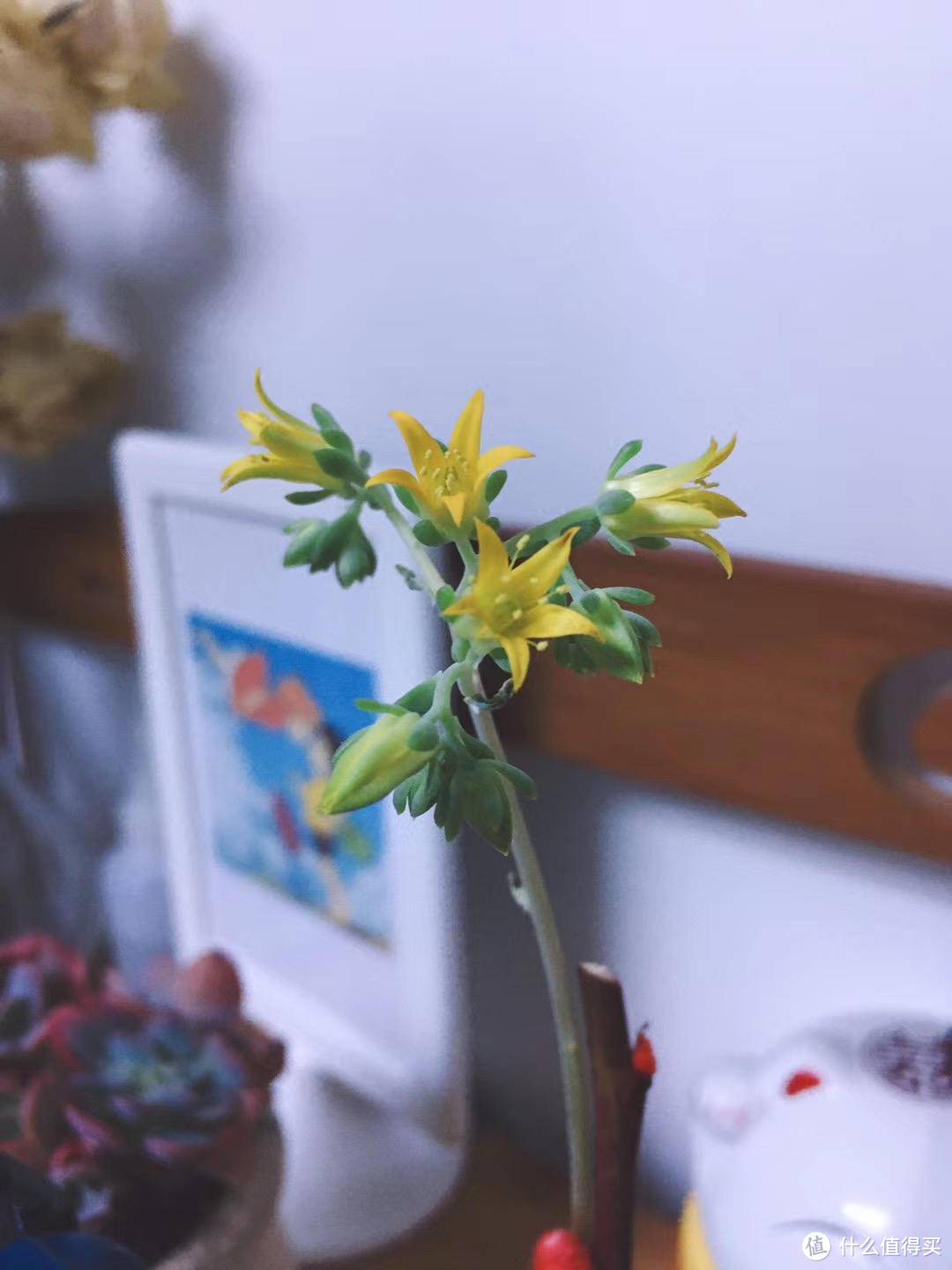 绿植鲜花养不活怎么办？摧花辣手一年养花经验总结（绿植/鲜花/干花）