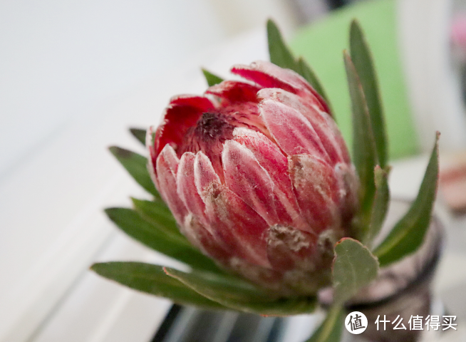 绿植鲜花养不活怎么办？摧花辣手一年养花经验总结（绿植/鲜花/干花）