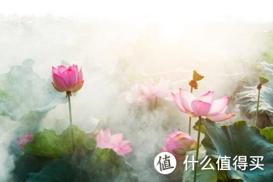 绿植鲜花养不活怎么办？摧花辣手一年养花经验总结（绿植/鲜花/干花）