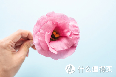 绿植鲜花养不活怎么办？摧花辣手一年养花经验总结（绿植/鲜花/干花）