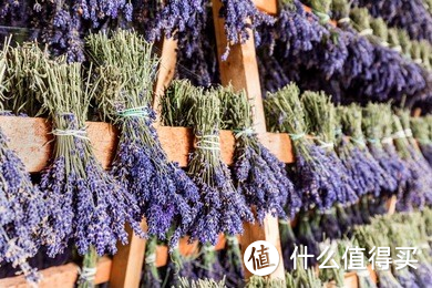 绿植鲜花养不活怎么办？摧花辣手一年养花经验总结（绿植/鲜花/干花）