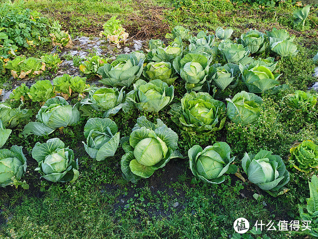 十一户外秘境线推荐——超多美图警告带你走进常人难以看到的风景——格聂线、猛董线行程攻略