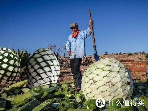 把叶子都削掉，剩这个头才能拿去酿酒