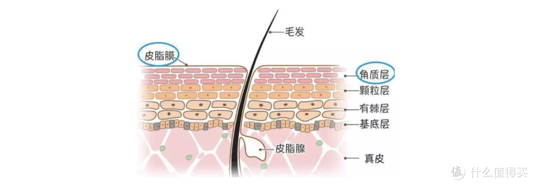 脱皮泛红瘙痒、出油敏感刺痛，护肤品不吸收，受损皮肤如何重建肌肤屏障？（超全攻略&产品推荐）