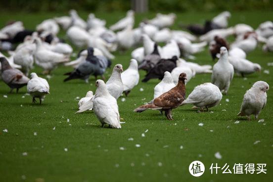 大变焦，轻量级，高画质！佳能RF100-500mm F4.5-7.1 L IS USM评测