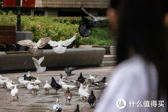 大变焦，轻量级，高画质！佳能RF100-500mm F4.5-7.1 L IS USM评测